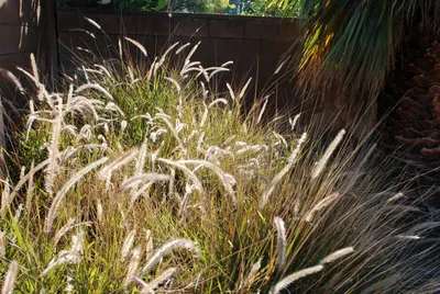 DSC_0044 (Large).JPG